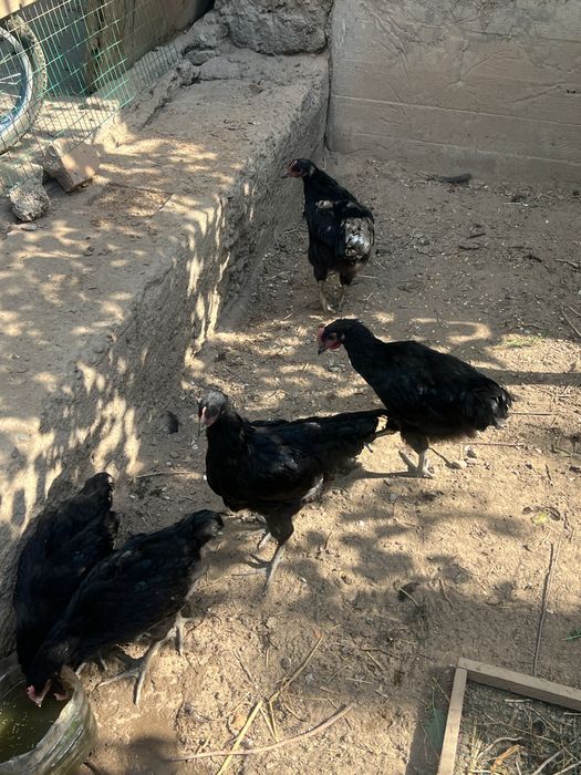 Jersi xuroz jujalari