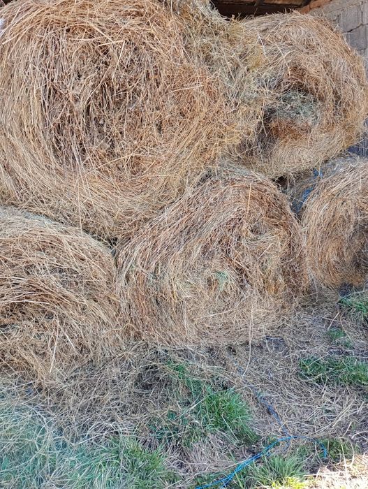 Vând baloți de otavă