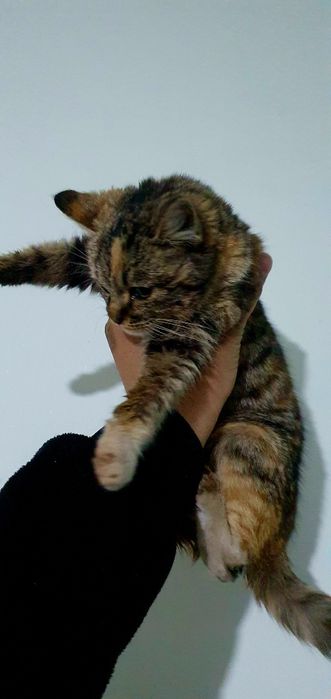 7-8 oyli mushukcha hadiyaga