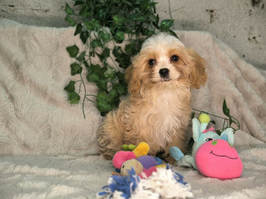 Vand baietel Cavapoo crem F1