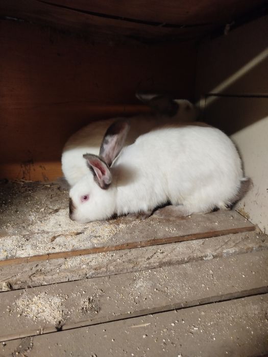 Uriaș de Transilvania