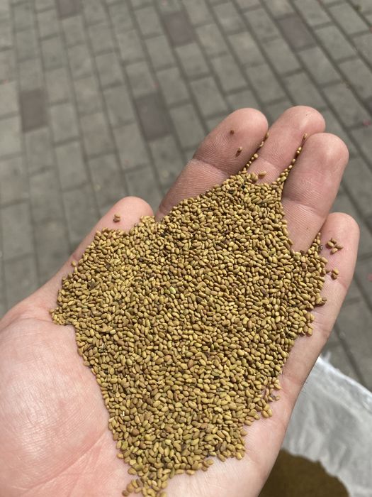 Iarba de sudan, Mazariche pentru borceag, iarba de coasa, trifoi, ovaz