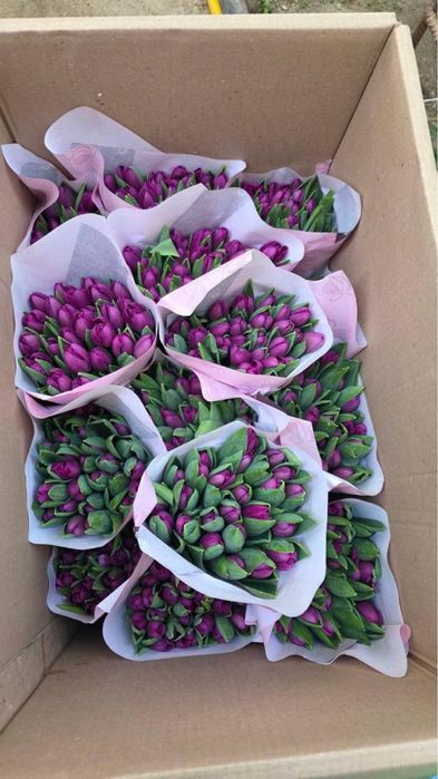 тюльпаны 295 тг Қызғалдақ