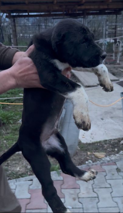 Mascul Ciobanesc Asia centrala