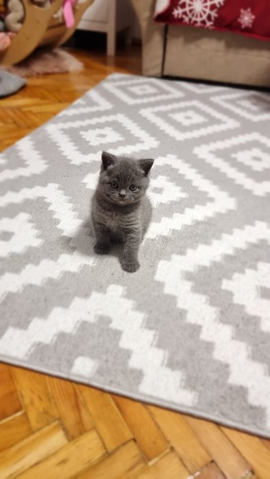 Puiut british shorthair