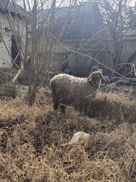 тоқтылар сатылады