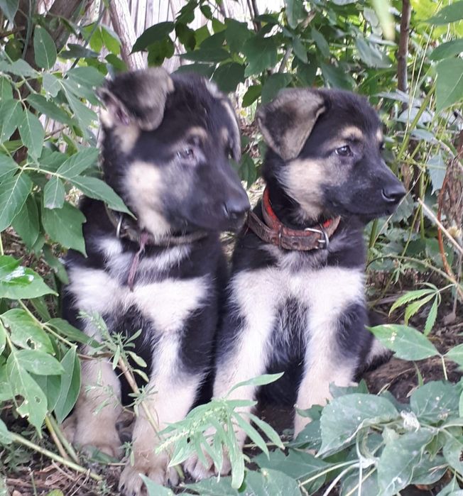 Восточноевропейская овчарка