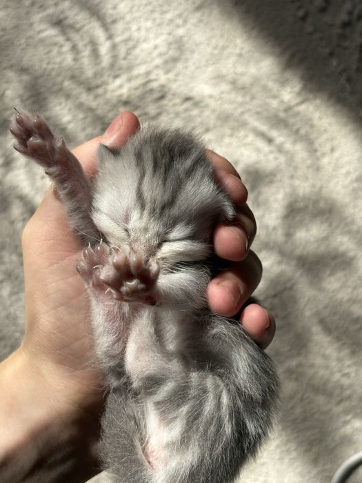 продам котят Скоттиш Фолт