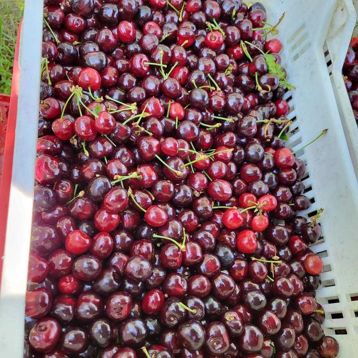 Предлагам бране на сливи и други плодове с машина Мая.