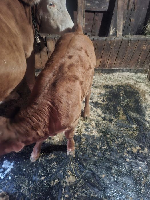De vanzare o vaca forte buna de lapte