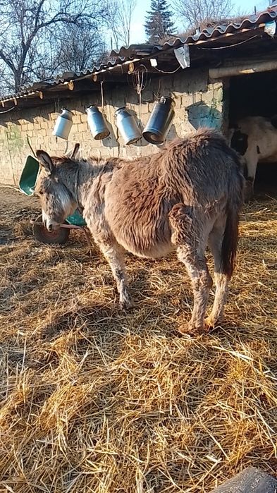 Doua magarite la pereche