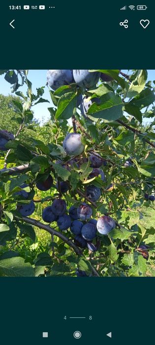 Садовые растения  , цветы