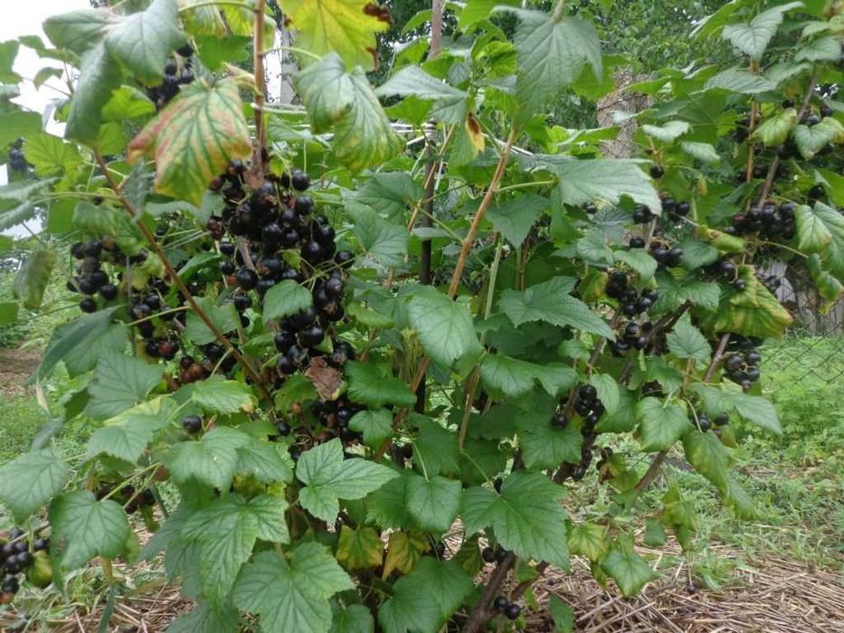 Смородина куст картинка. Смородина куст картинка. Плодовые кустарники (смородина, крыжовник, жимолость). Кукс тчерная смородина. Смородина красная щедрая.