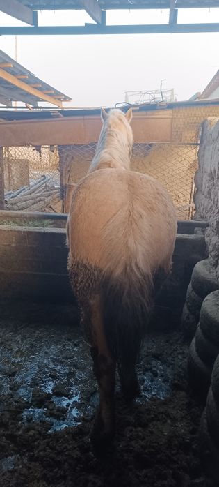 Айгыр сатылады семиз