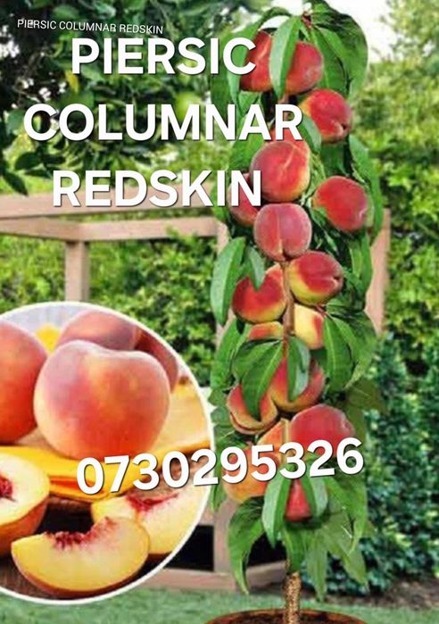 Pomi fructiferi COLUMNARI Anul 3 de vegetație direct de la PRODUCĂTOR