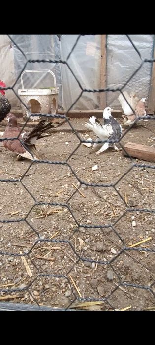 Porumbei Volga pereche și puiul lor