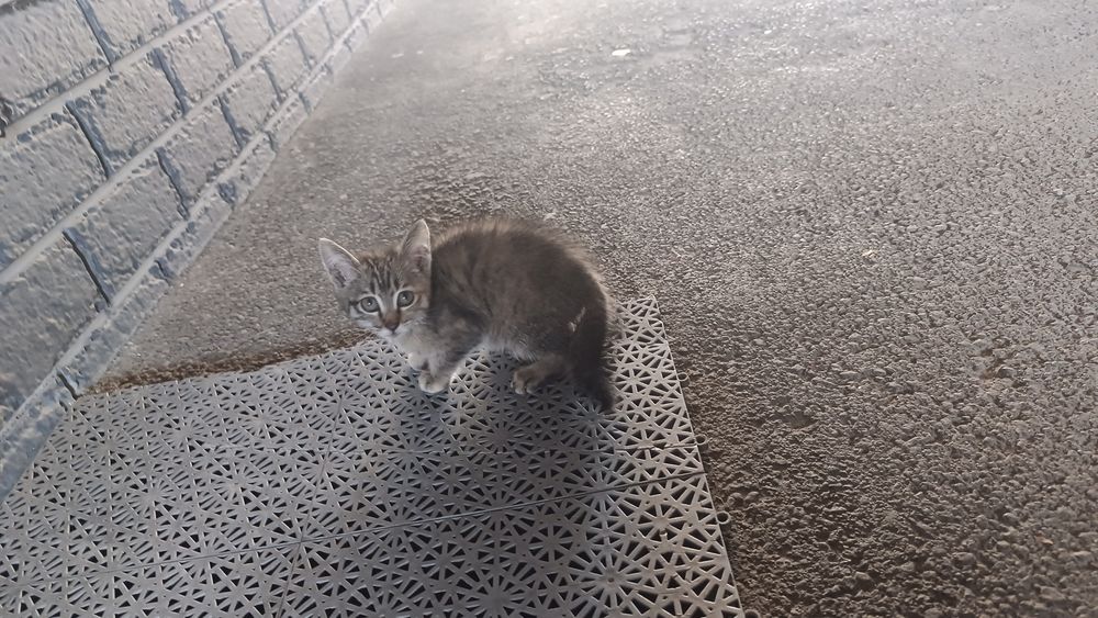 Отдам котёнка девочку