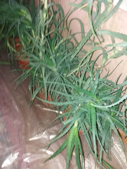 Продается большые цветы алое