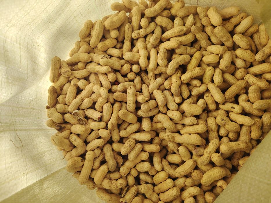 Shu mag'iz sartofkalardan tayyorlab beramiz Surxondaryodan