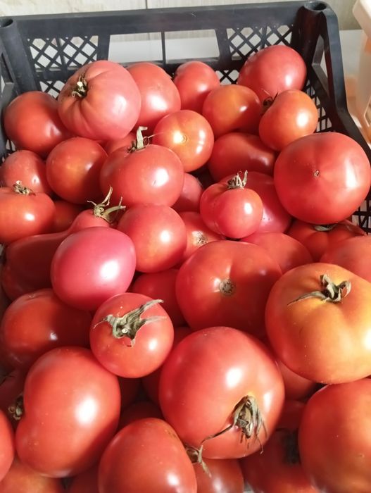Продам домашние помидоры