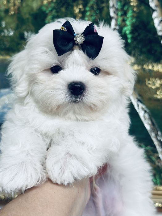 Мальчик мальтезе беби фейс