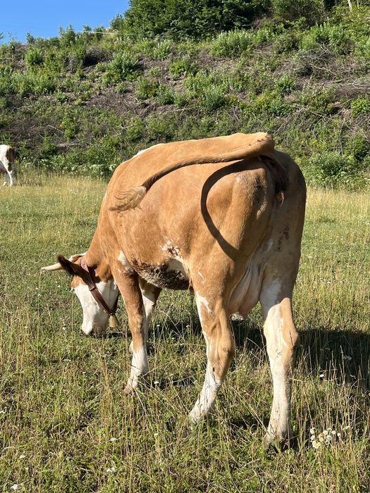 De vânzare juninca de 2 ani deafata