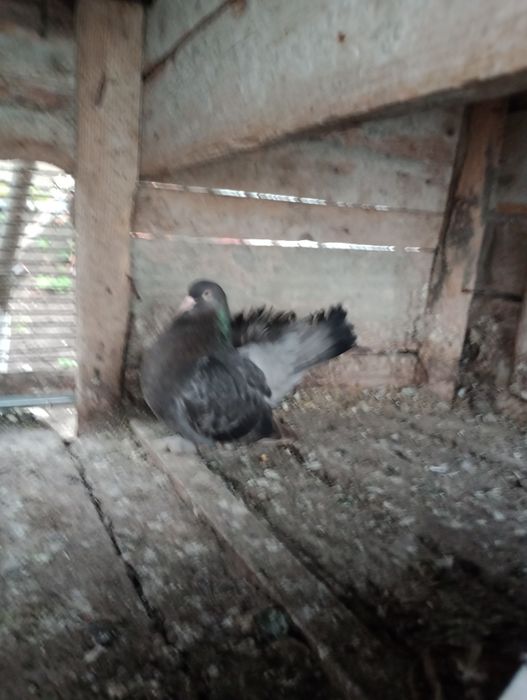 Porumbel roleri de Cluj