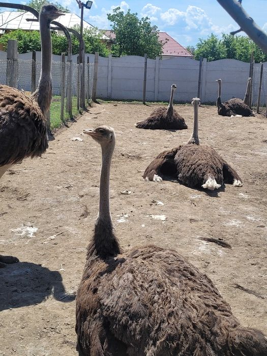 Ferma  de struti oltenia