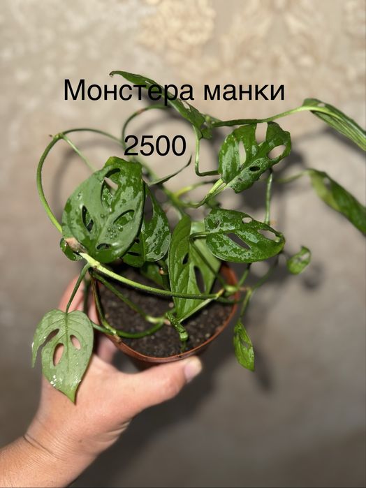 Панданус Криптантус,КРАССУЛА ГОЛЛУМ ,Монстера,Хойя,Сингониум