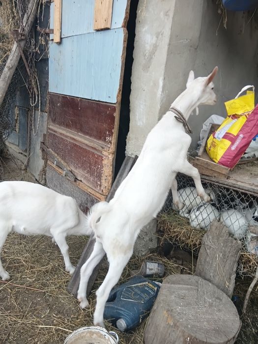 Vând tap șaten ciut