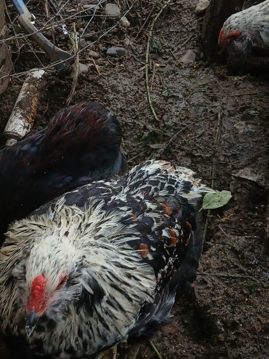Familii  Araucana Potârnichiu/Silver
