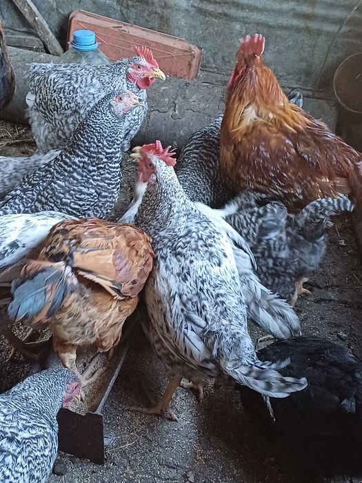 Продаю  домашних  петухов