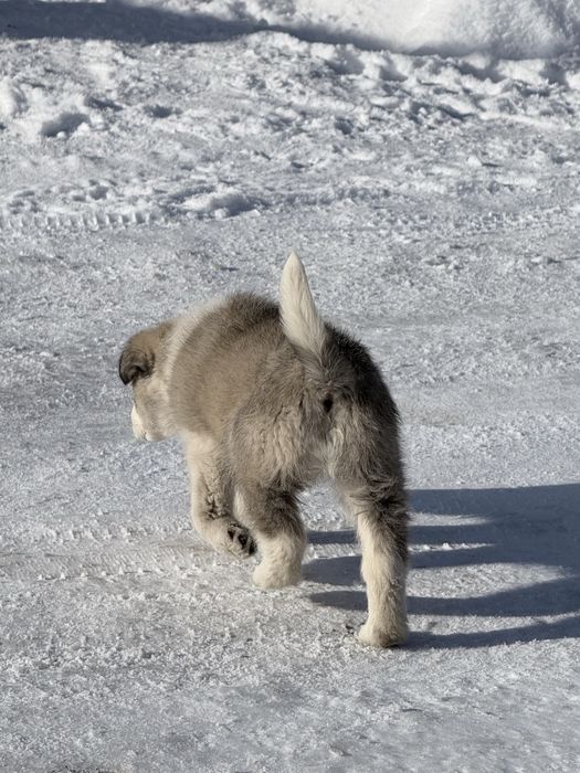 Ищем дом щенка!