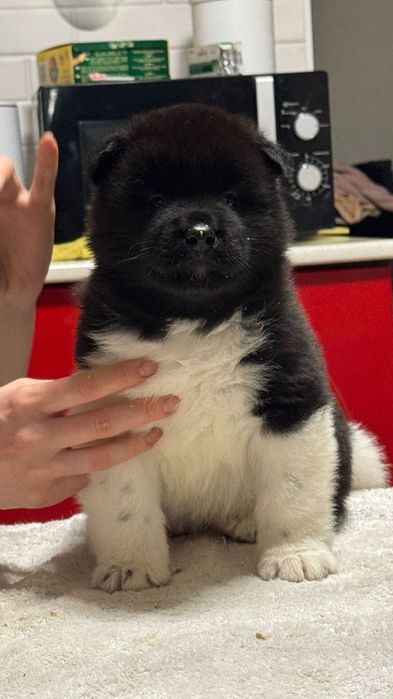 Щенки высокого класса