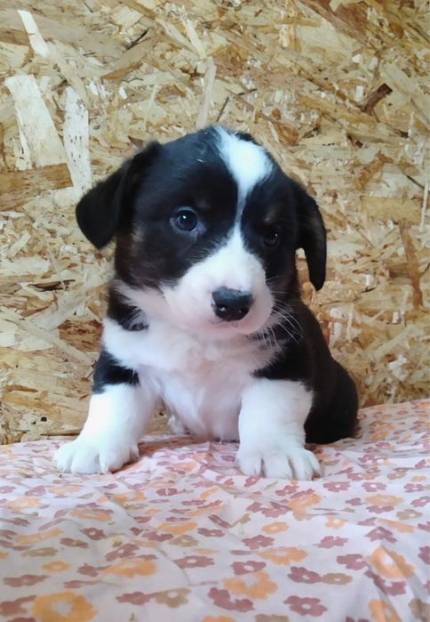 Щенки вельш корги кардиган