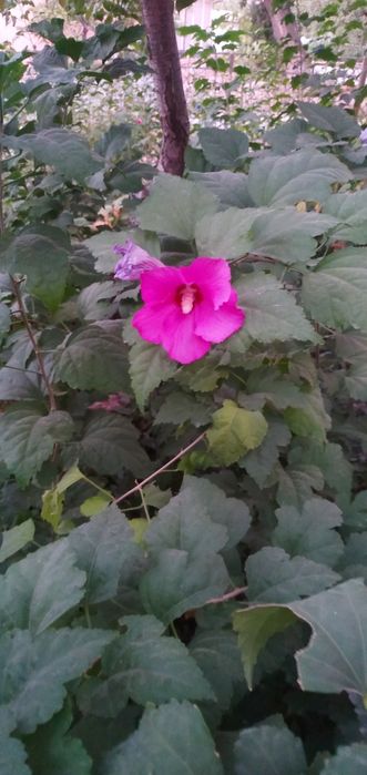 Гибийскус  С ирийская роза.Ин дийскийсие сиреньь Глицина