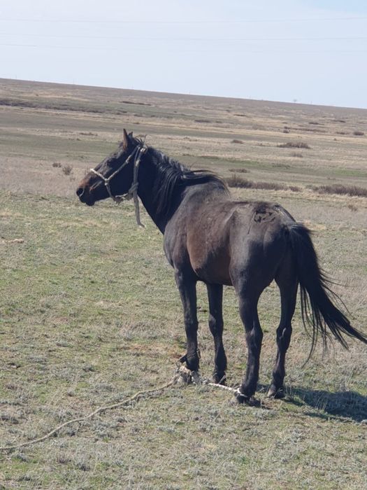 Айғыр сатылады қан ауыстыруға