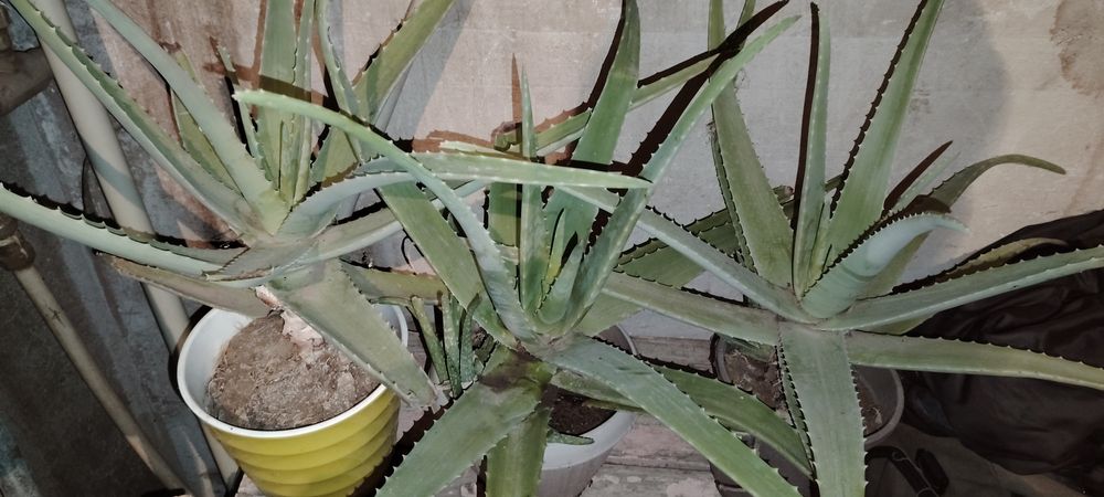 Срочно продам алое