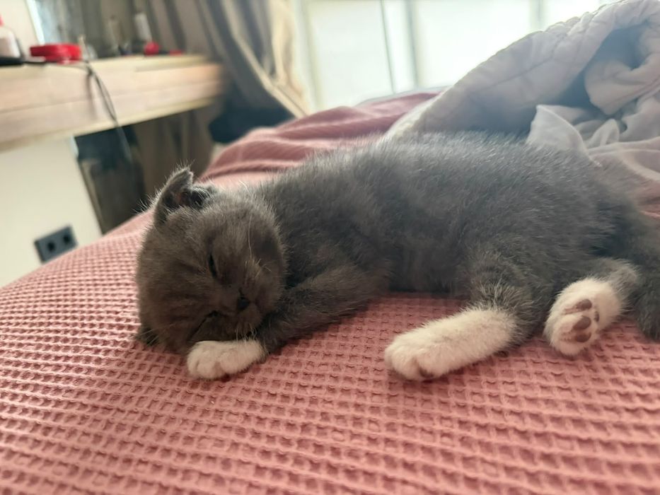 Котенок шотландский вислоухии