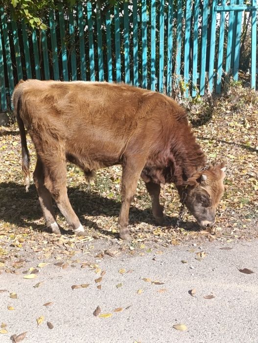 Продам бычка восьмимесячного
