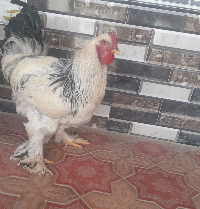 Брама товук ва хурозлар сотилади.