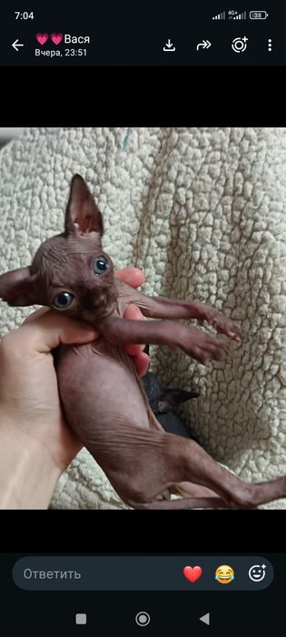 Продам котят сфинкс