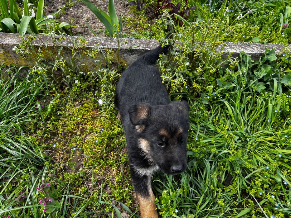 Чистокръвни немски овчарки