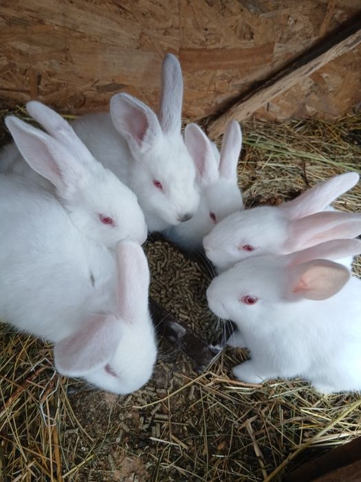 Vand iepurasi ,dambovita