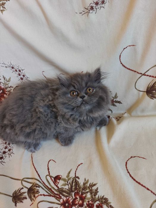 Животни котки продавам