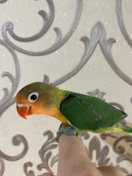 Ruchnoy nerazluchnik papugay sotiladi