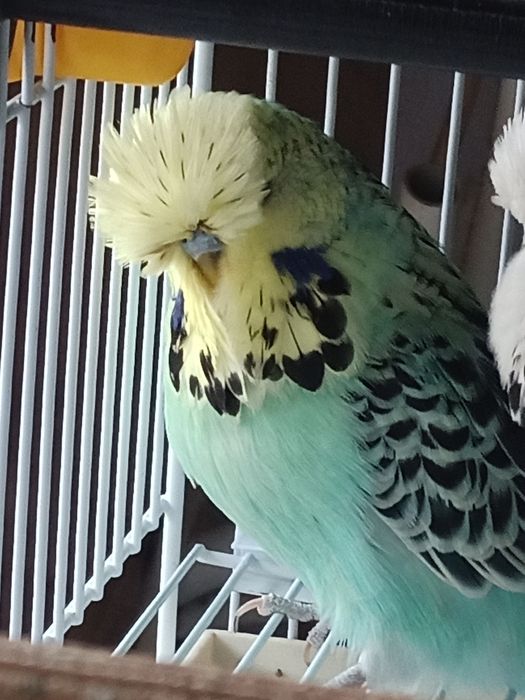 Perusi standard si hagoromo inelati+documentatie