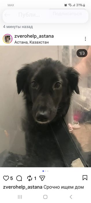 Отдам в хорошие руки!