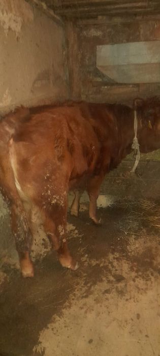 Екі бұқа бір қашар сатылады