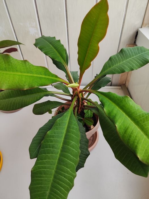 Продается комнатные цветы